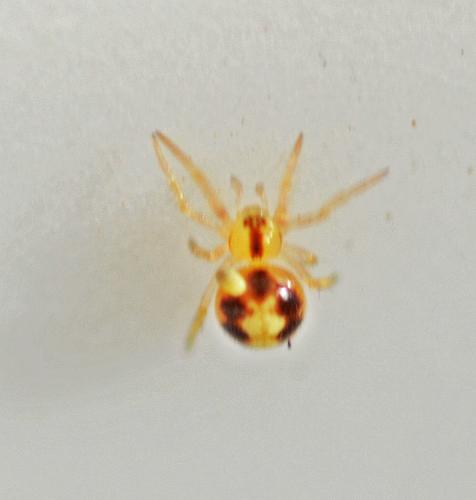 Réf. 334 777 : Theridiinae inconnu